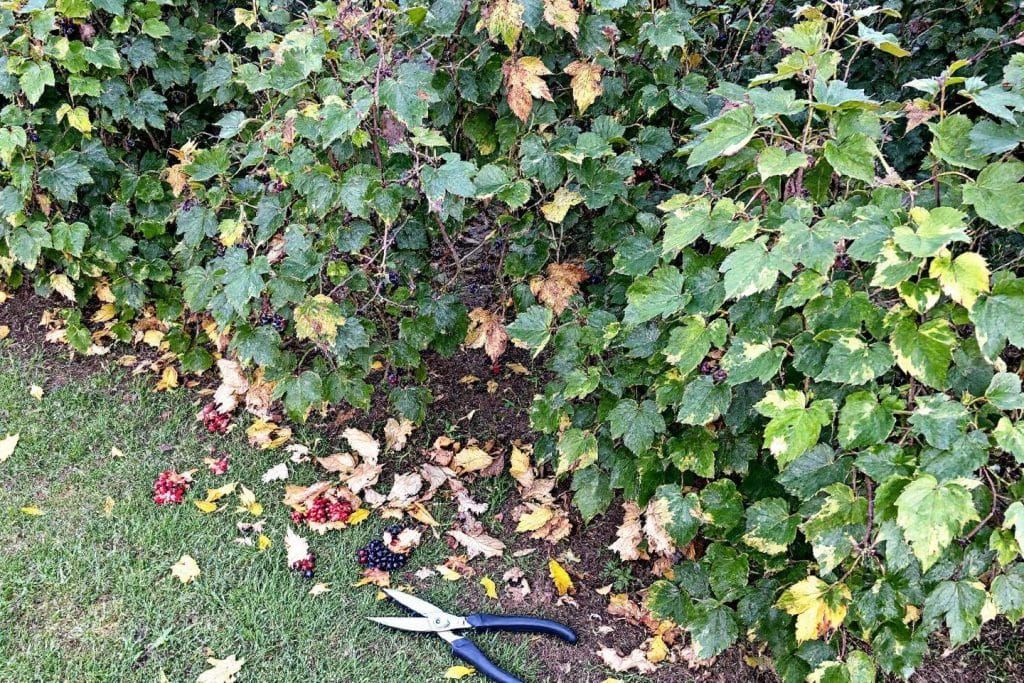 la taille astucieuse à la fin de l'été : un boost pour vos cassissiers