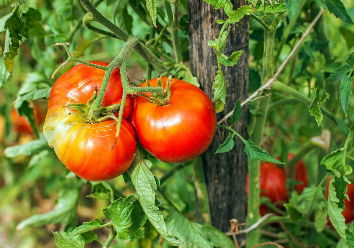 La météo va ruiner les tomates, mais il suffit de 3 ingrédients basiques pour les sauver