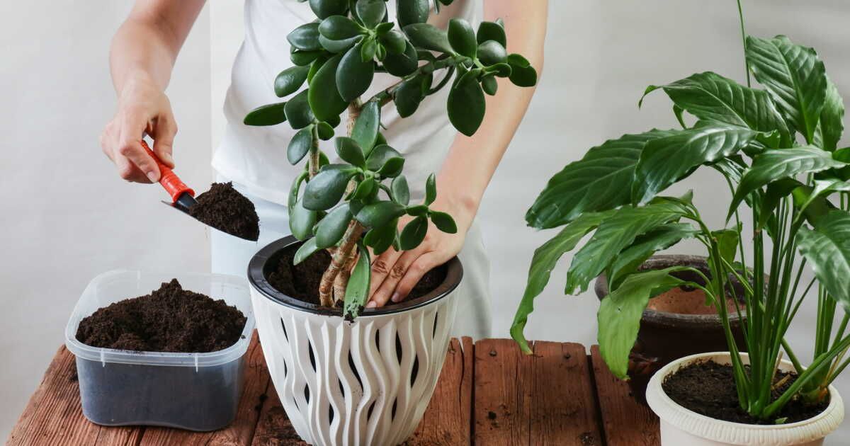 Les bienfaits de la tourbe dans votre jardin