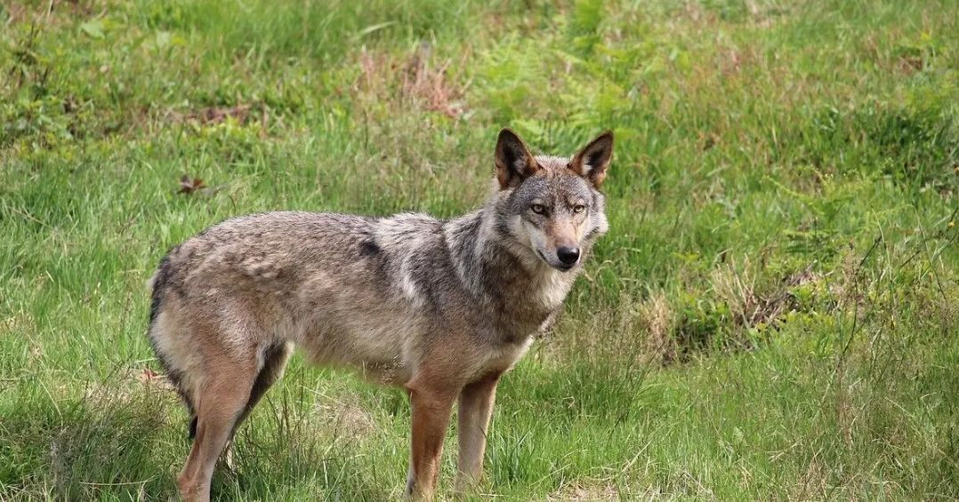 Un mystérieux canidé découvert mort dans les Ardennes : des analyses en cours