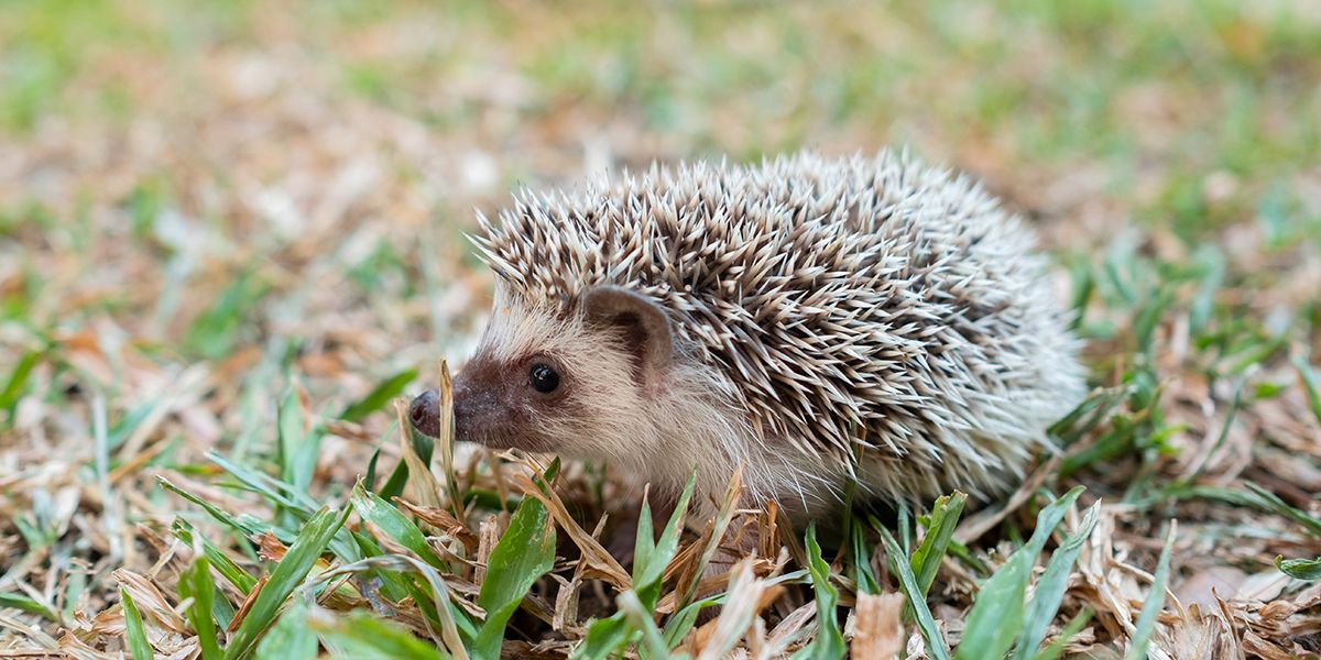 Déceler la présence de hérissons grâce à leurs déjections