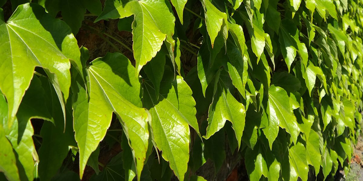 La vigne vierge : une liane qui embellit vos murs