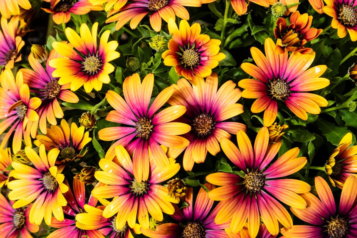 Osteospermum : guide complet pour planter et entretenir la marguerite du Cap