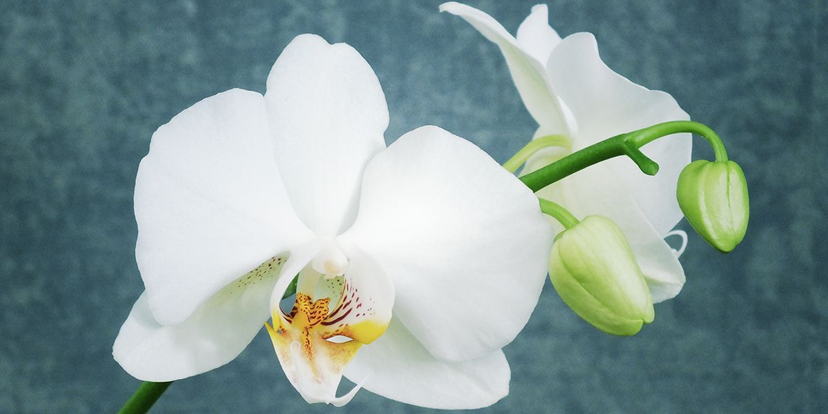 Orchidée Phalaenopsis : La splendeur de la fleur papillon