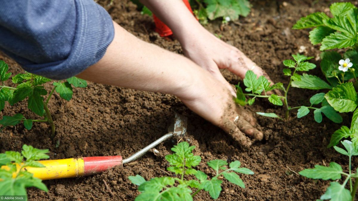 Comment chouchouter votre sol pour un jardin florissant