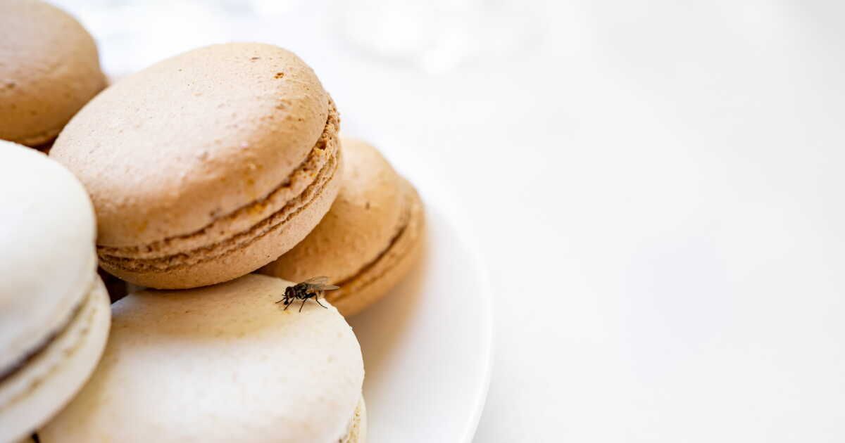 L'astuce infaillible pour se débarrasser des moucherons sans les tuer