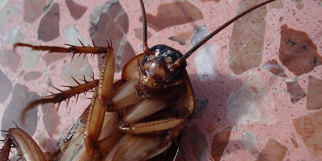 Dites adieu aux coquerelles : astuces et méthodes infaillibles