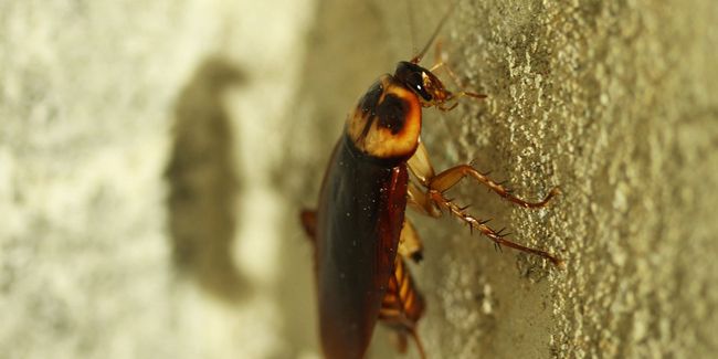 Adieu les cafards : des solutions naturelles à votre portée