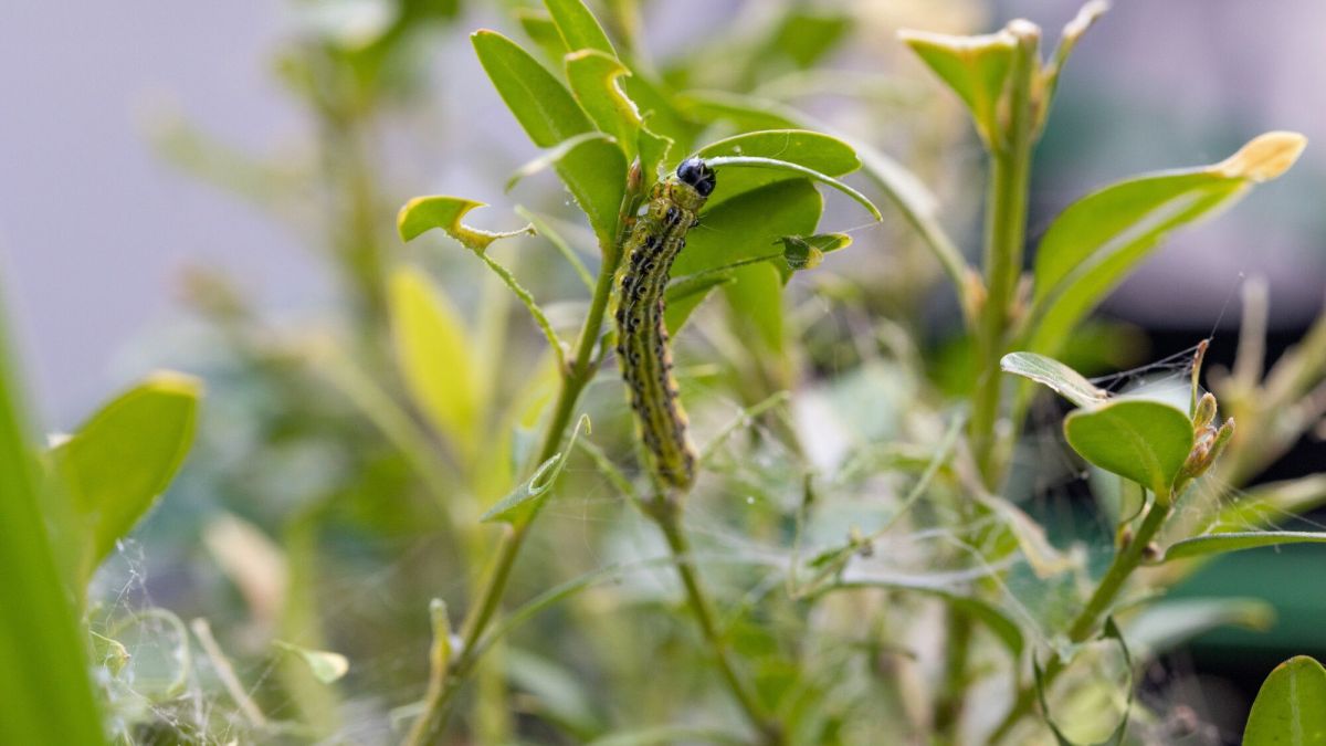 Protégez votre jardin : affrontons la pyrale du buis ensemble