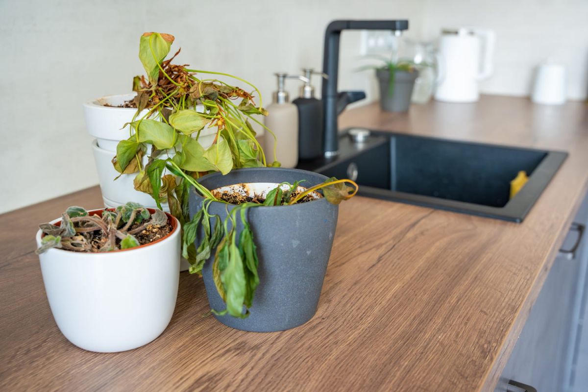 Redonnez vie à vos plantes en pot avec ce geste simple