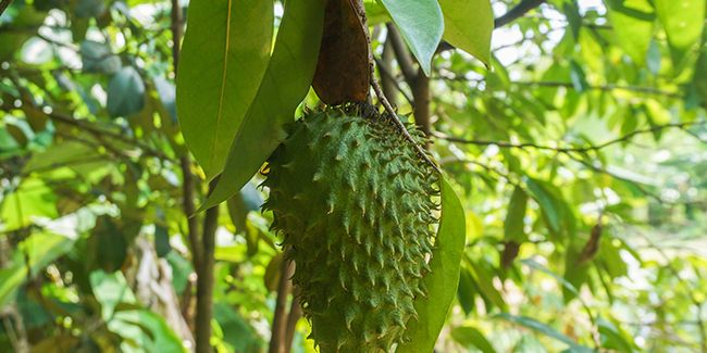 Corossol (Annona muricata) ou graviola