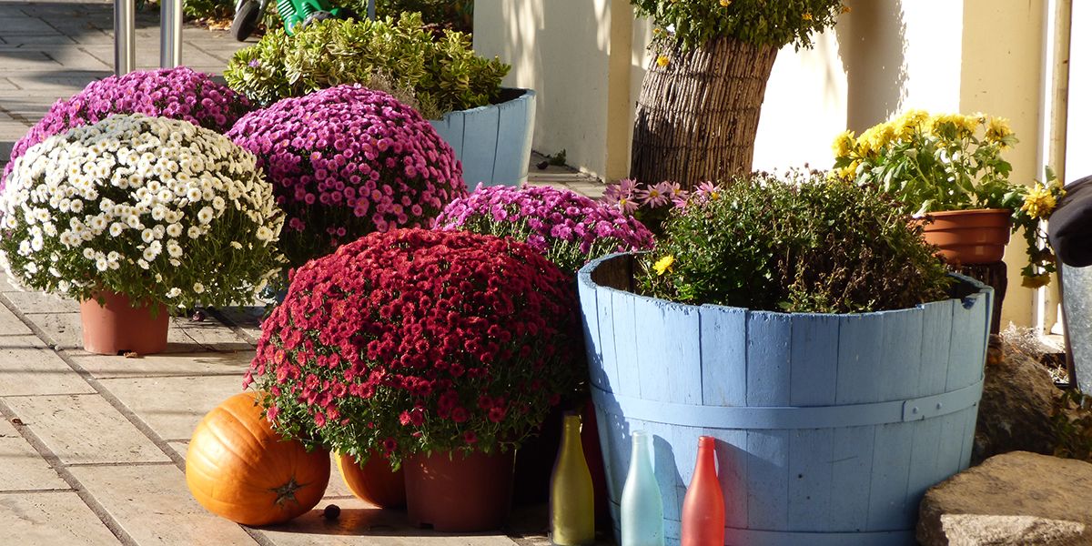 Des chrysanthèmes éclatants jusqu'au gel : nos conseils