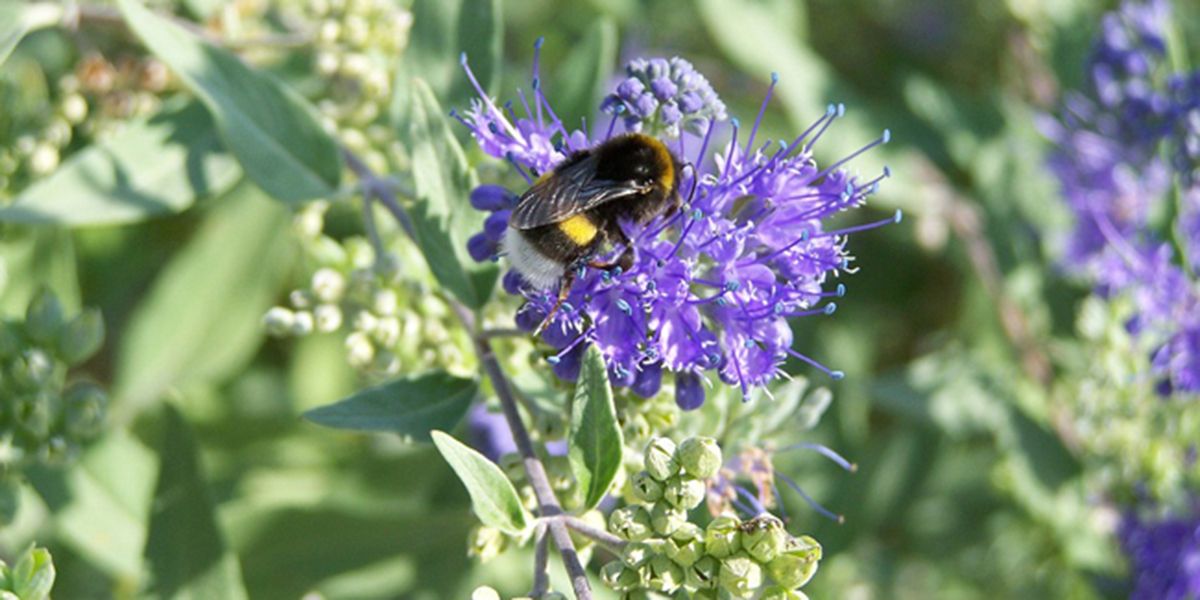 Bien tailler le caryopteris pour une floraison éclatante