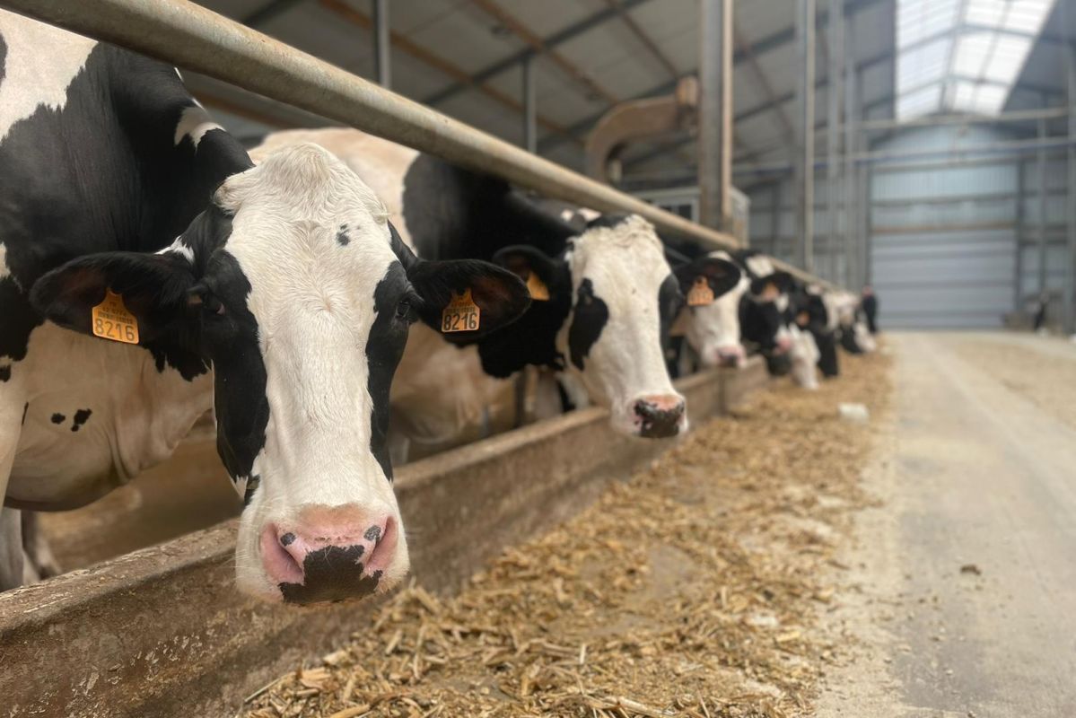 Cinq vaches en classe : un acte de protestation touchant en Alsace