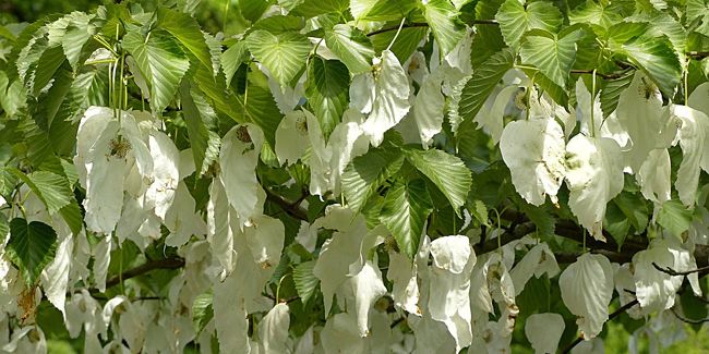 Arbre aux mouchoirs : un trésor botanique en pleine lumière