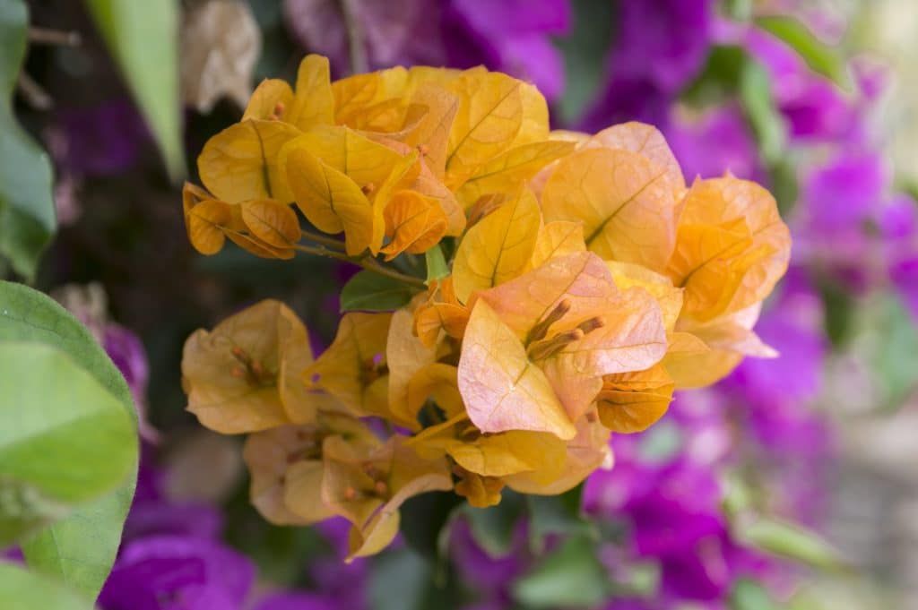 Anticipez l'automne : astuces pour un bougainvillier flamboyant