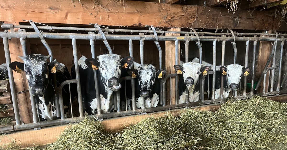 À Moosch, les vaches font le cours pour sauver l'école