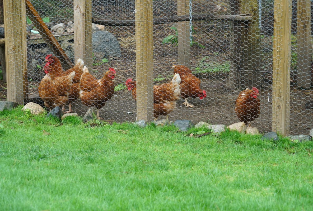 Créer un poulailler dans votre jardin : conseils essentiels pour bien débuter