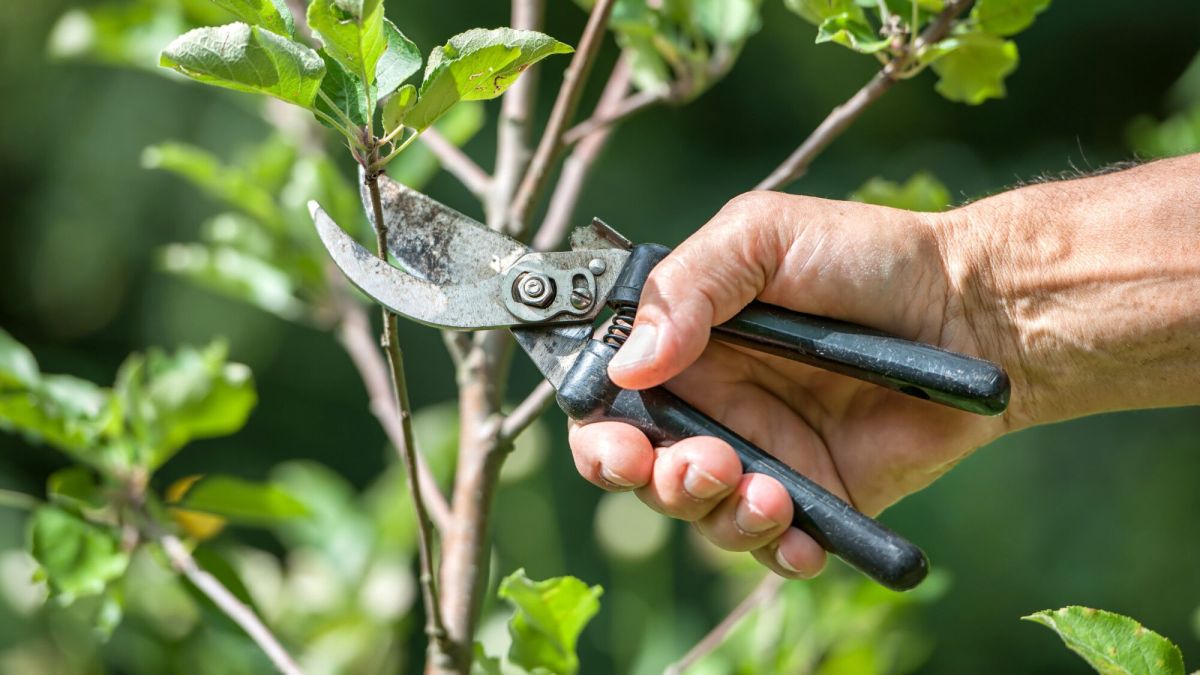 Un jardin sain : les astuces pour désinfecter vos outils de jardinage