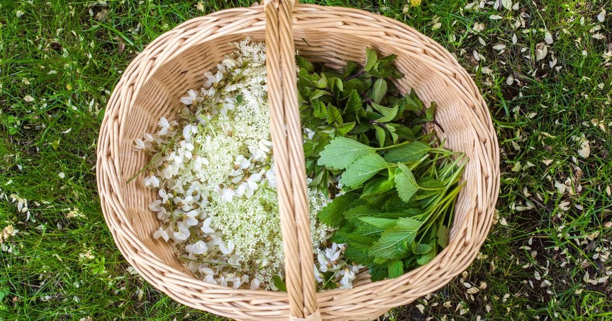 Découvrez les bienfaits des plantes sauvages : trois excursions incontournables