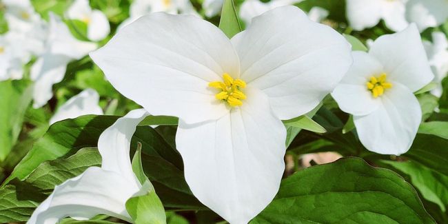 Détails sur le trille à grande fleur (Trillium grandiflorum)