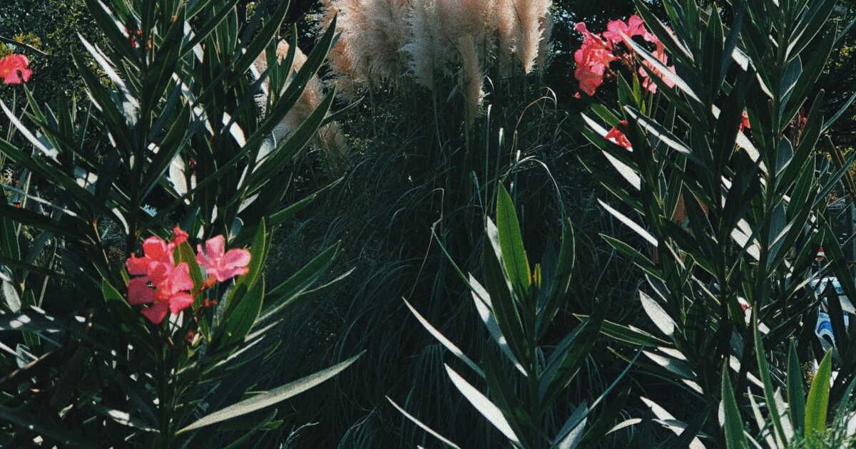 La plante tendance de votre déco est désormais prohibée en France