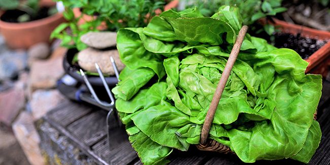 les trésors cachés de la laitue : bienfaits et atouts santé