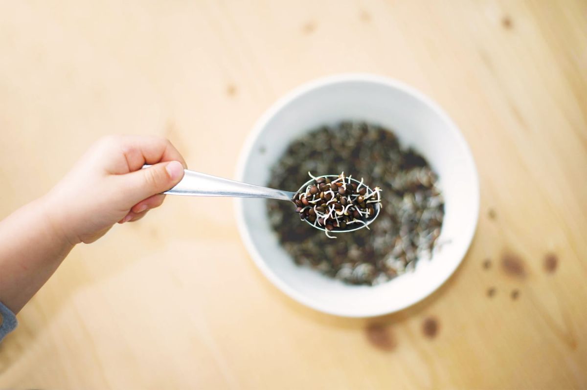 Comment faire germer des lentilles ?