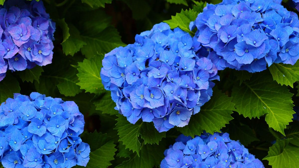 Les secrets pour faire bleuir vos hortensias naturellement