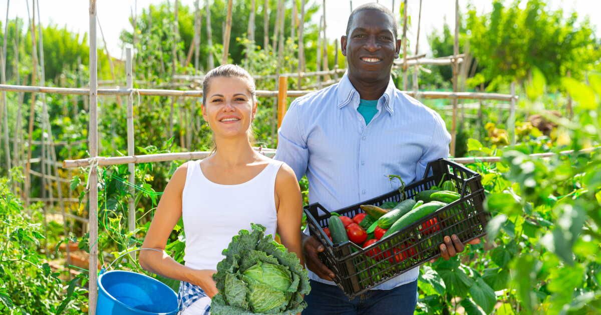 Optimiser l'arrosage de votre potager pour une récolte abondante