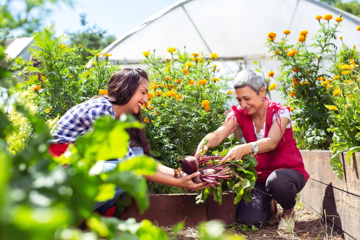 les légumes d'été à récolter en août pour un potager florissant