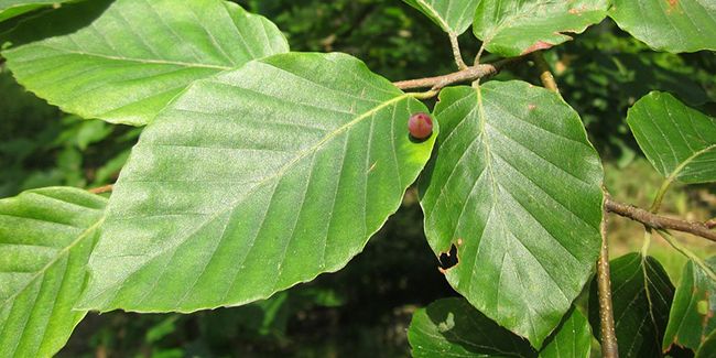 À la découverte du hêtre commun, l'arbre emblématique de nos forêts