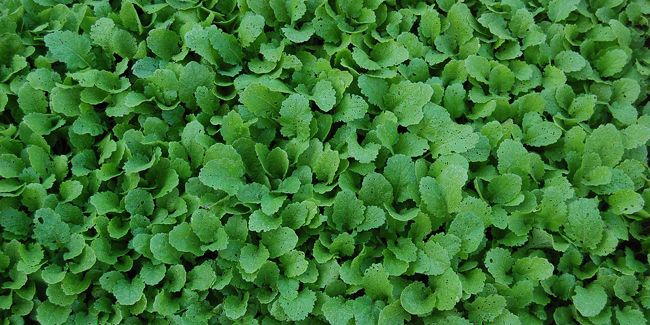 Semer des navets : guide pratique pour une récolte réussie