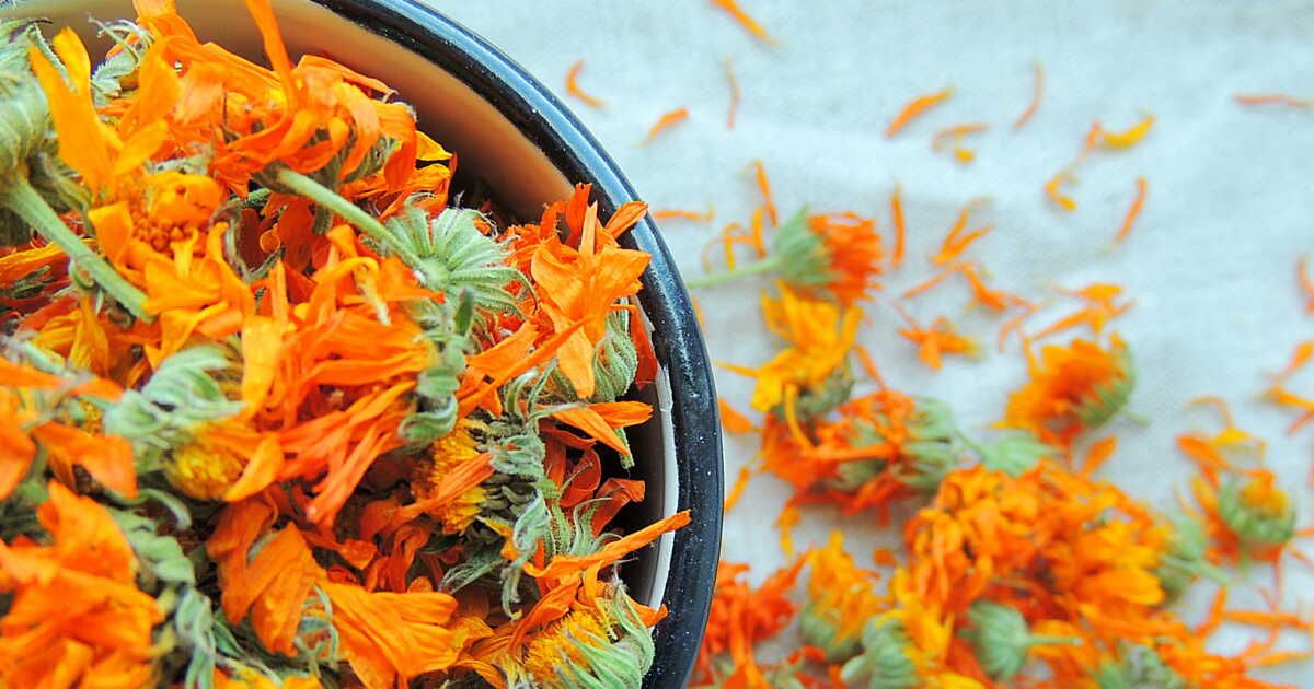 Cinq fleurs comestibles à cultiver dans votre jardin