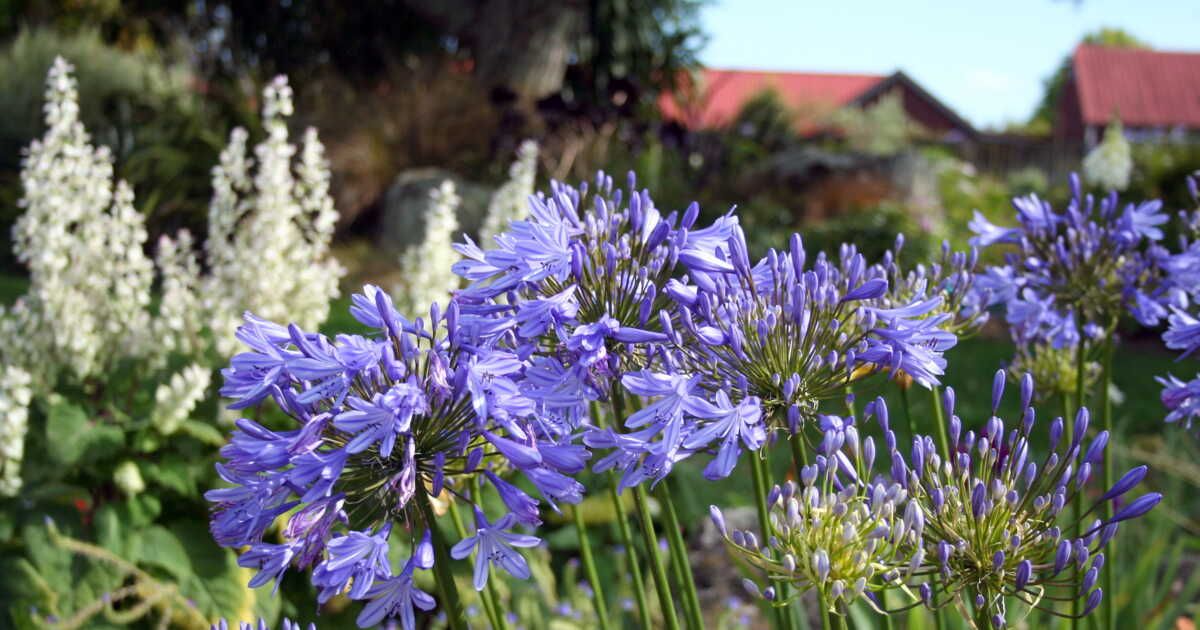 Cinq plantes élancées pour sublimer votre jardin
