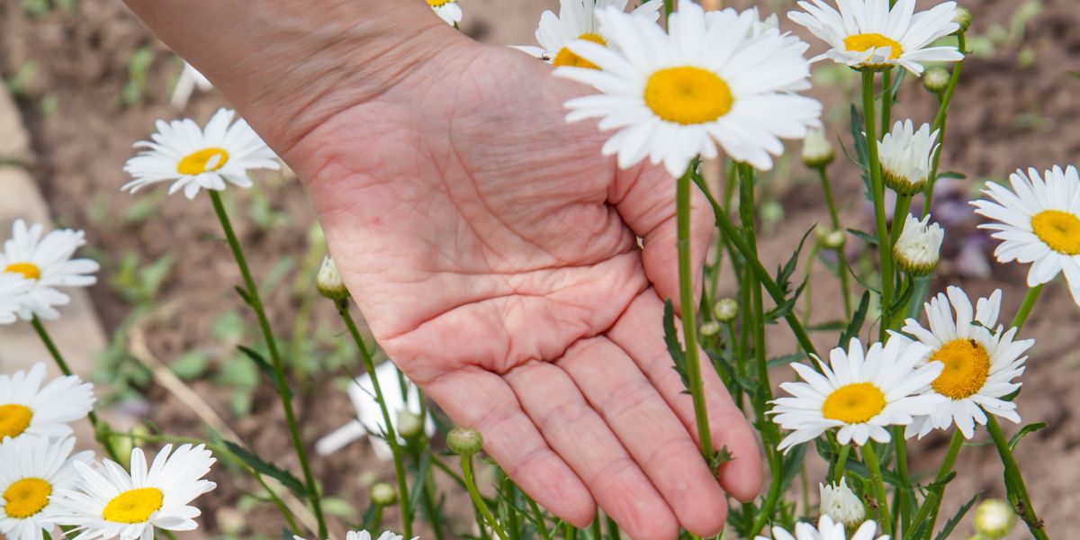 Comprendre les différences entre pâquerettes et marguerites