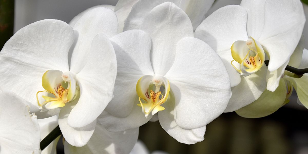 Les orchidées : 10 trésors floraux pour élever le charme de votre intérieur