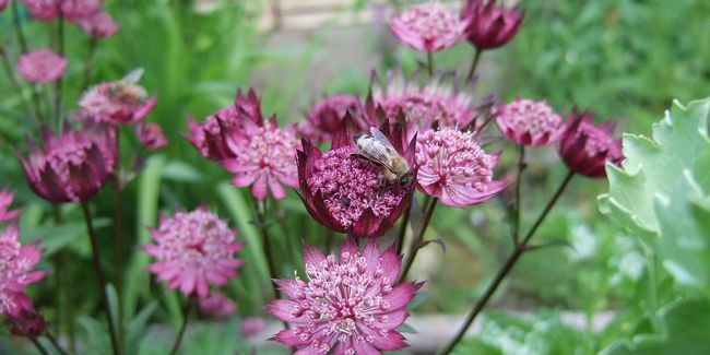 La grande astrance, la perle des jardins ombreux