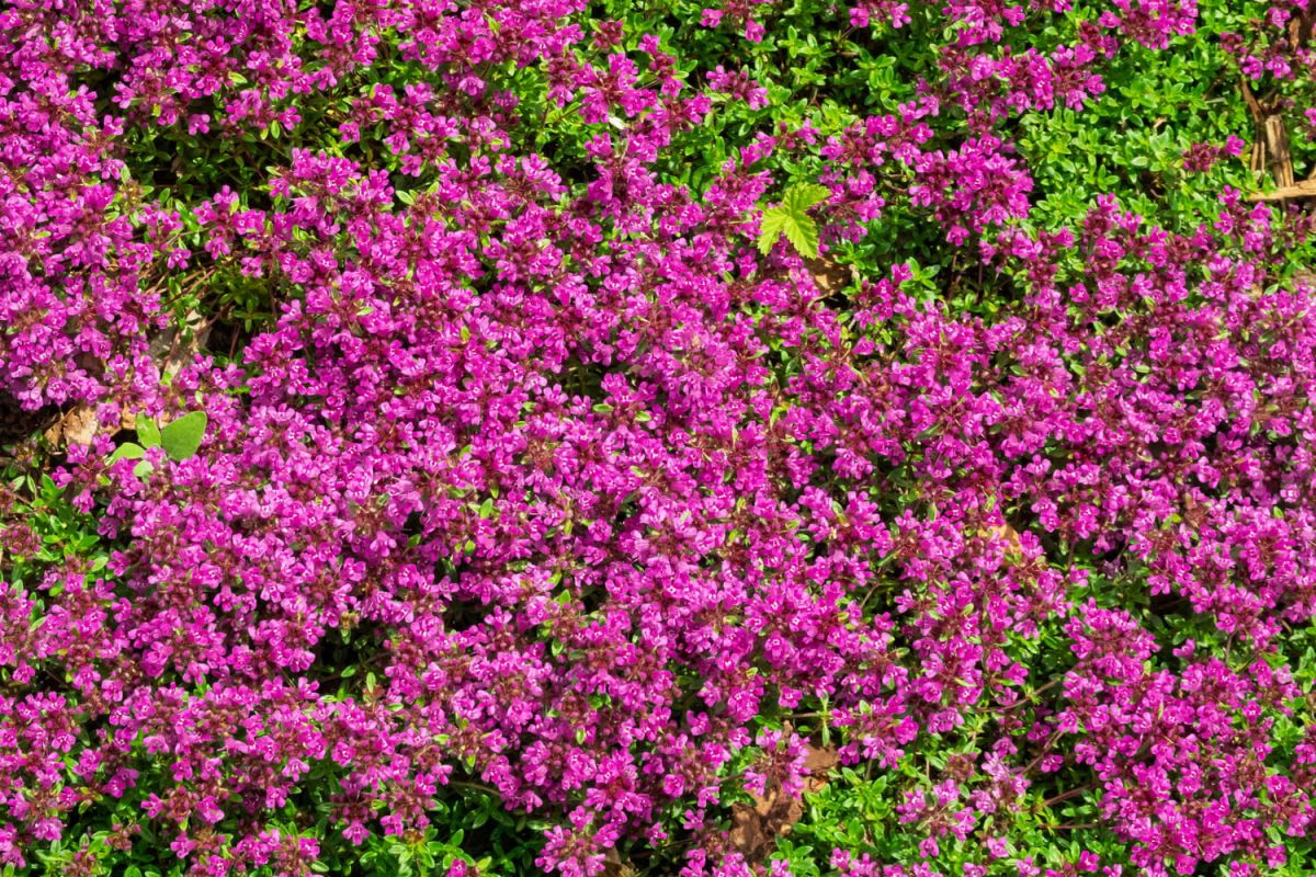 la plante surprenante qui transformera votre jardin en un véritable tableau floral