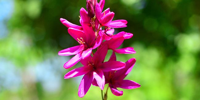 Ixia (Ixia viridiflora) ou lis des blés