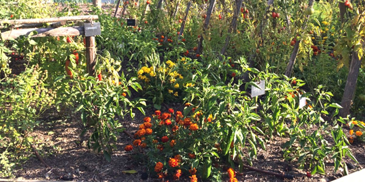 Fleurs aux vertus insoupçonnées : compagnons essentiels du potager
