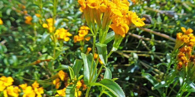 L'estragon mexicain : une herbe parfumée pour sublimer vos plats