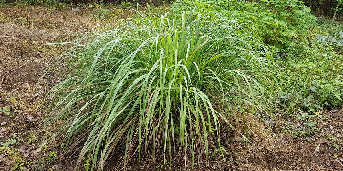Découvrez la citronnelle, votre meilleur allié contre les moustiques