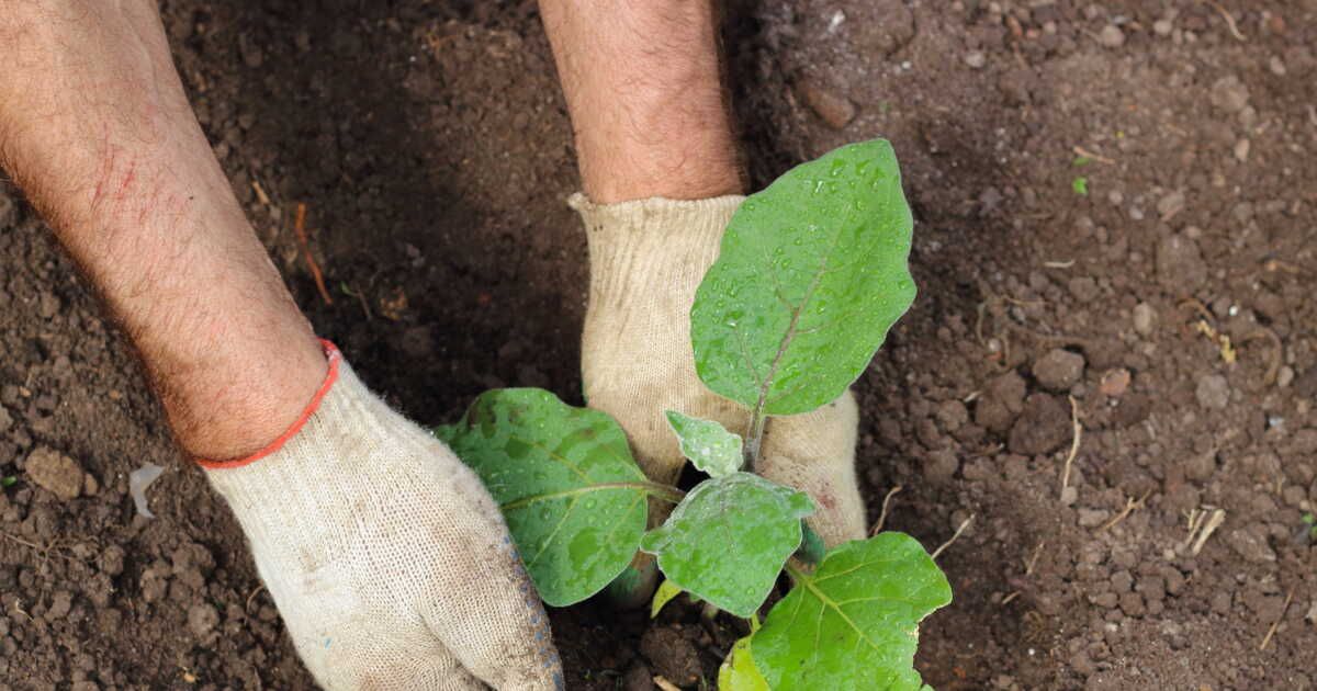 Comment choisir des plantes résilientes face à la sécheresse