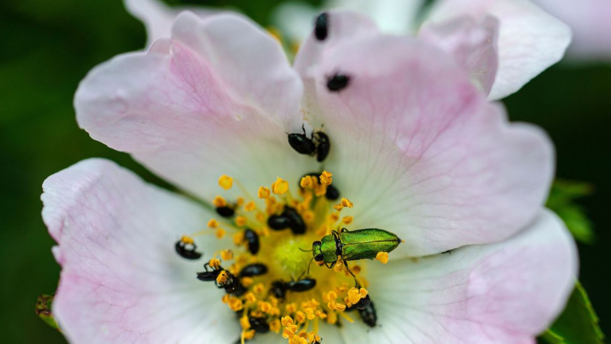 jardin : comment lutter contre les méligèthes aeneus dans vos roses