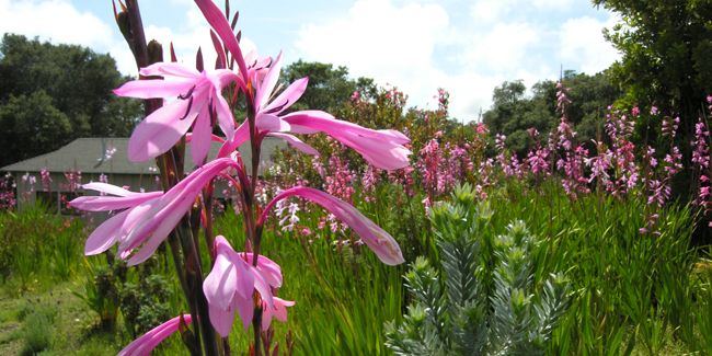 Découvrez les merveilles du watsonia, une bulbeuse aux épis spectaculaires