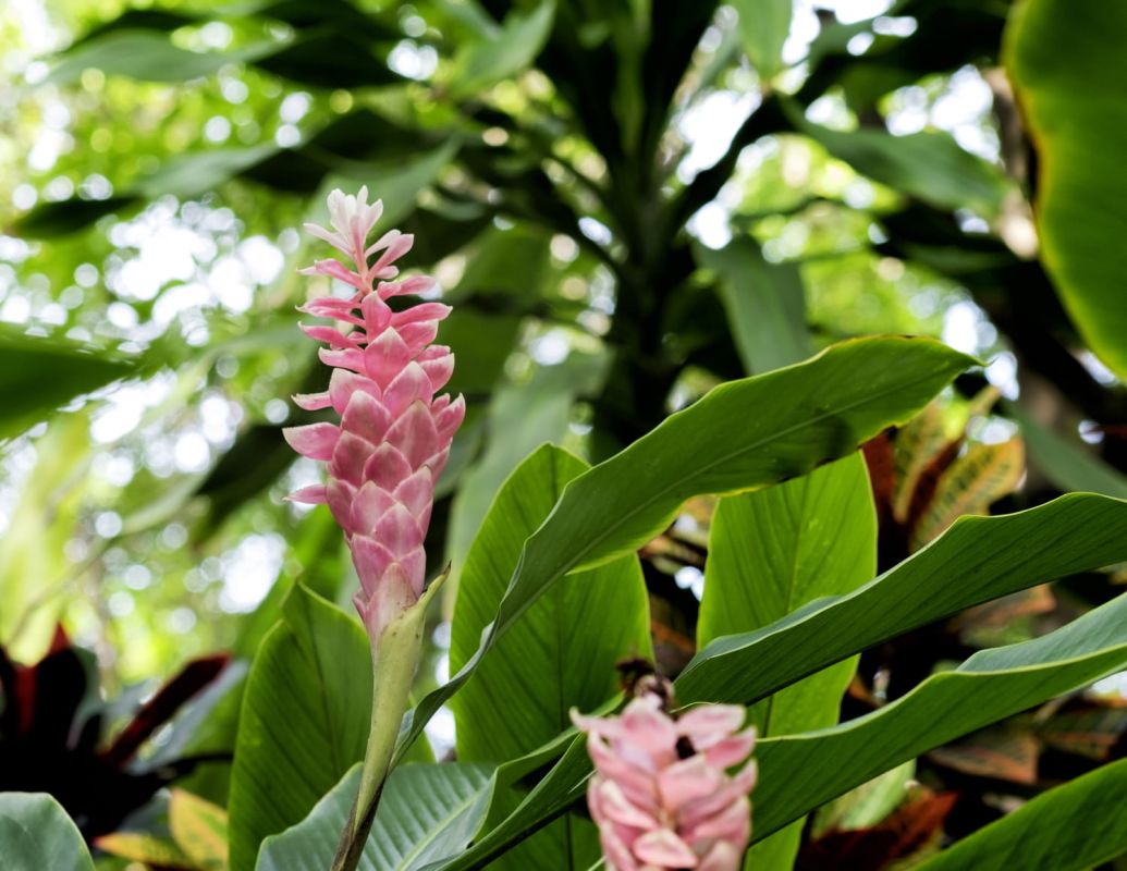 Cultiver l'alpinia : secrets et astuces pour une plante exotique