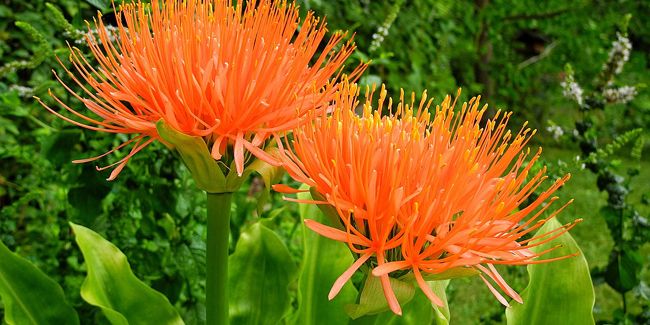 L'ail rouge, une plante fascinante à cultiver avec soin