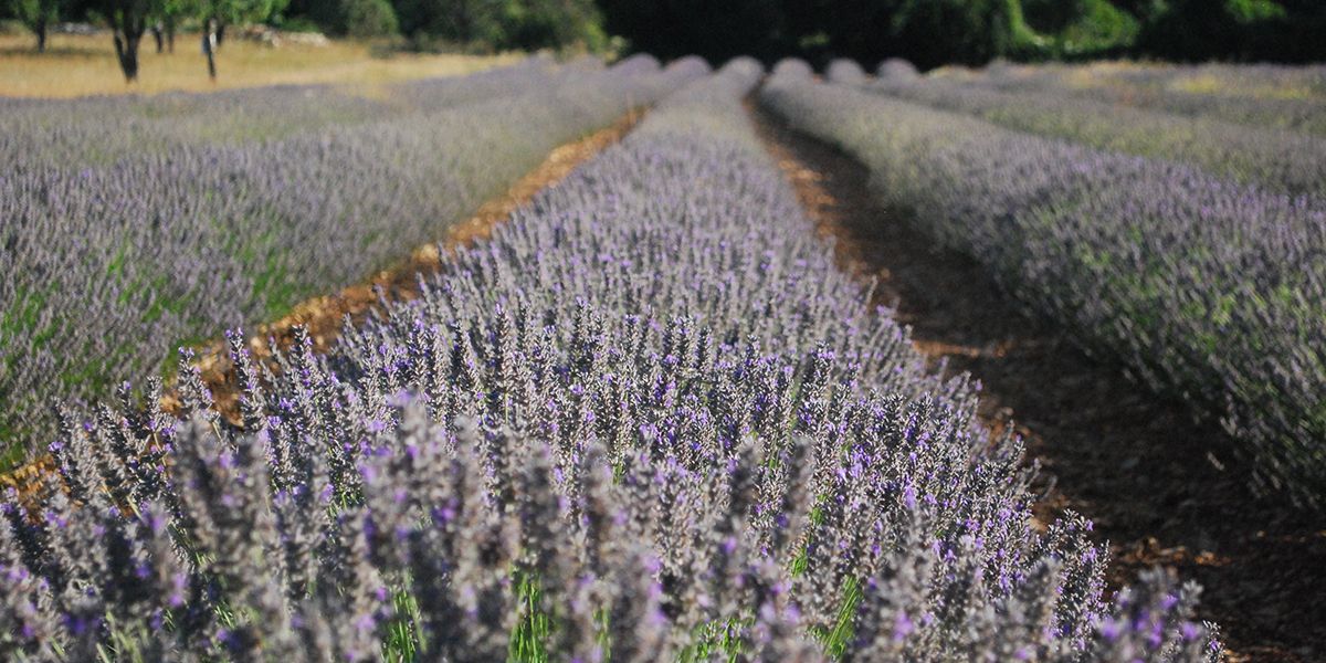 Le lavandin : un hybride précieux aux multiples bienfaits