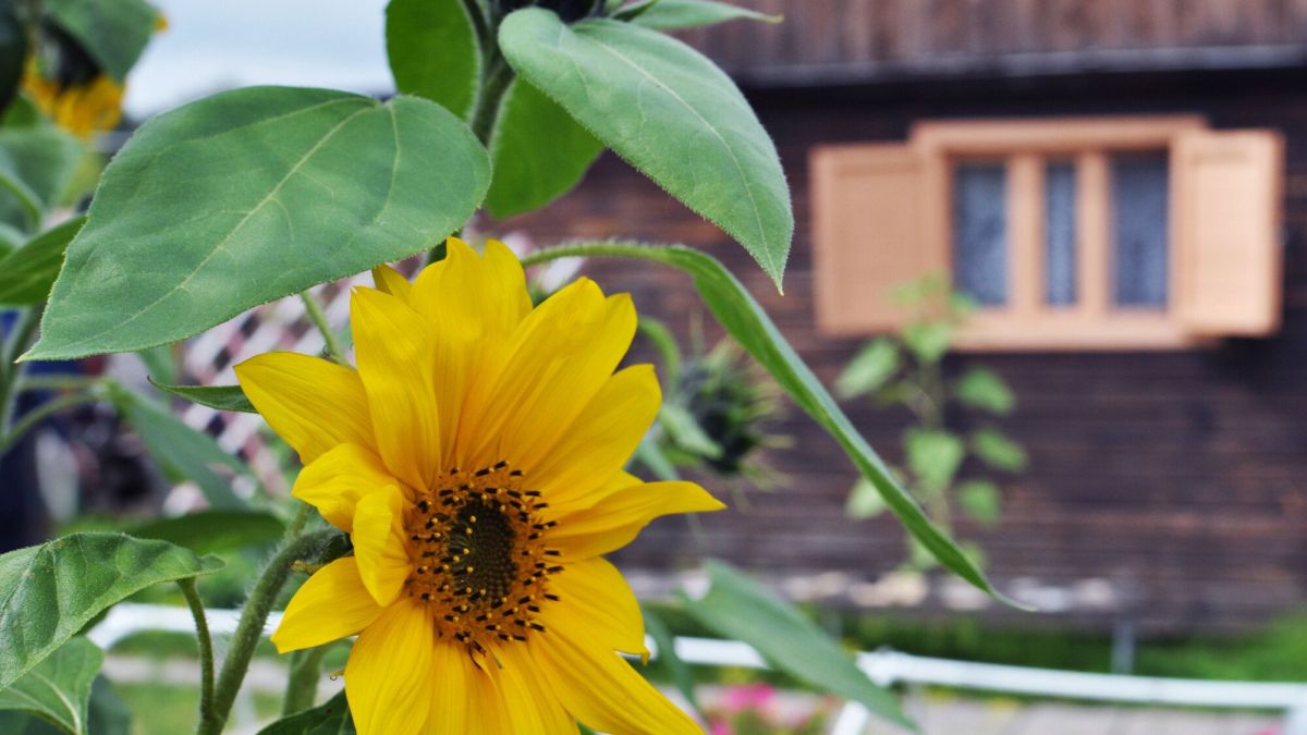 Le tournesol, une fleur en or sous le soleil